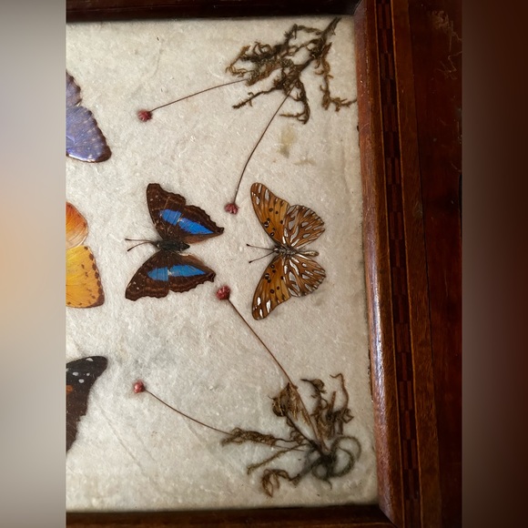 Charming tray over 100 years old Victorian butterfly shrooms fern nature core - Picture 11 of 12